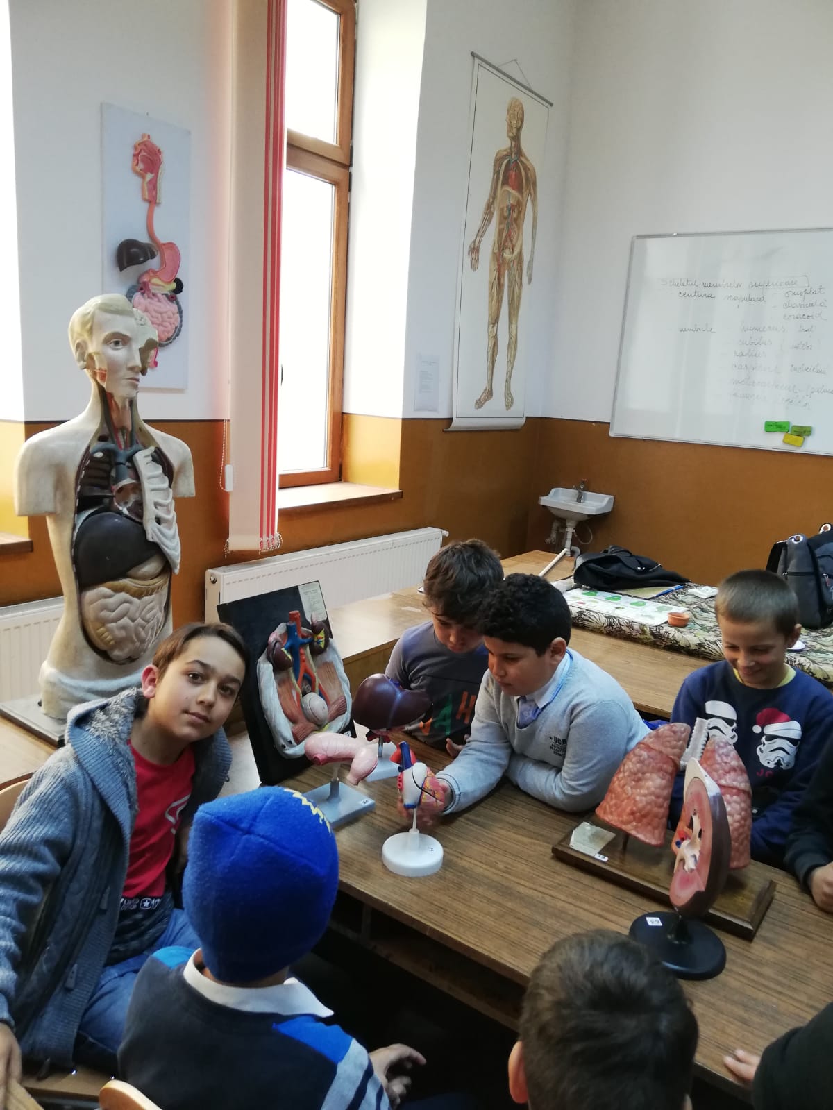 Laboratorul de biologie, elevii SDS, activitate Corpul omenesc; Scheletul şi organe majore ale corpului;